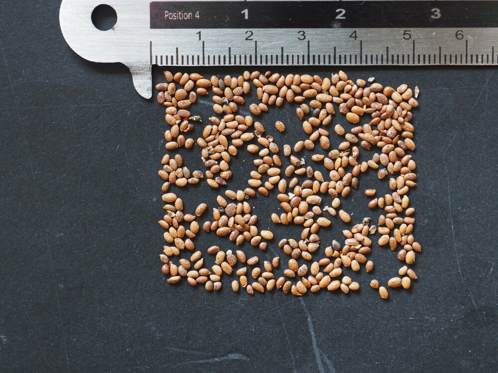 Mini-kiwi (Actinidia arguta 'Issai')