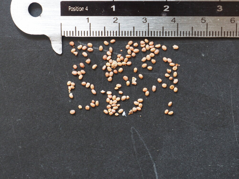 Silvervine kiwi (Actinidia polygama)