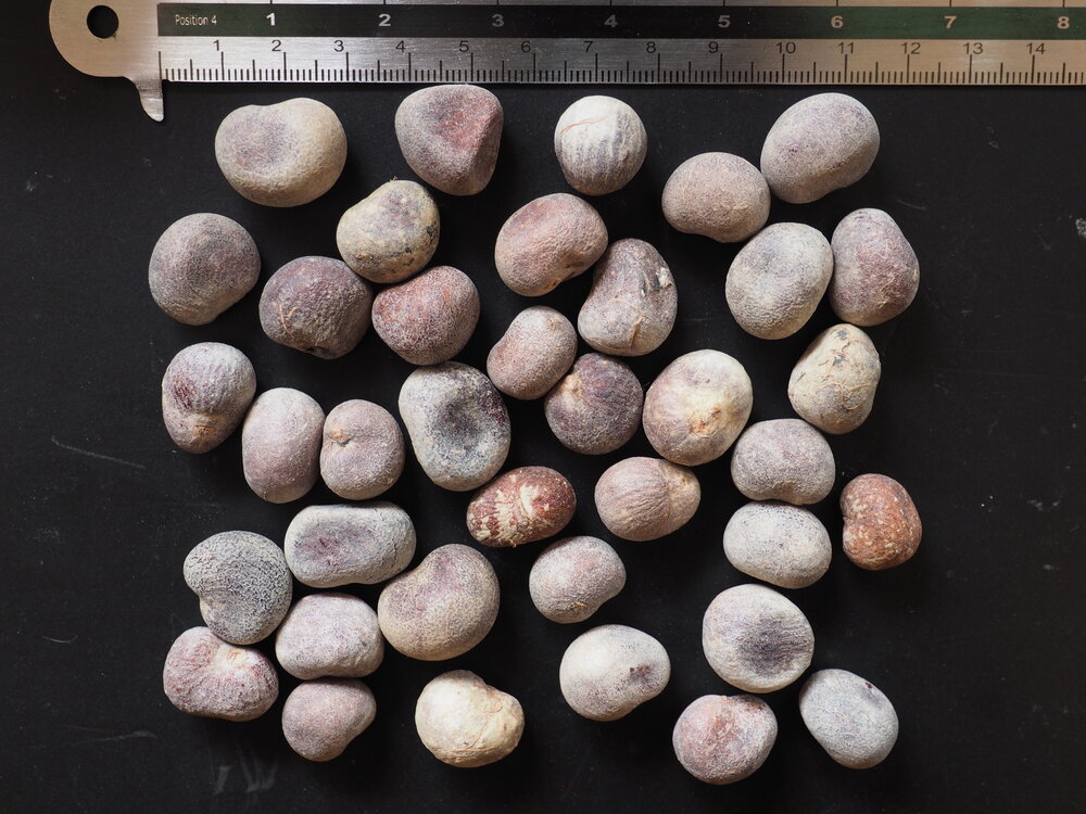 Suarez baobab (Adansonia suarezensis)