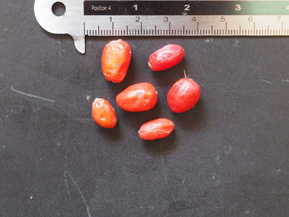 Camouflageplant (Aglaonema pictum)