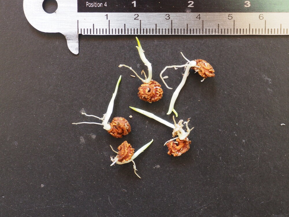 Cyrtosperma (Cyrtosperma timikense)