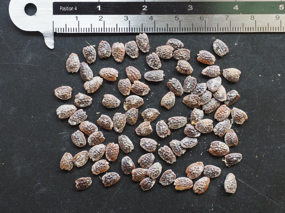 Gevleugelde passiebloem (Passiflora alata)