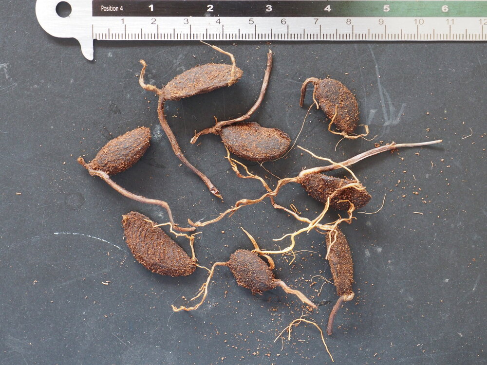 Goraka (Garcinia gummi-gutta)