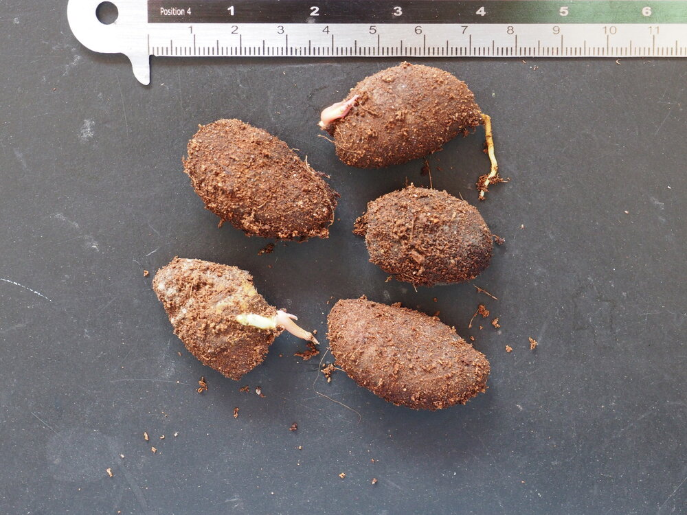 Moendoe (Garcinia xanthochymus)