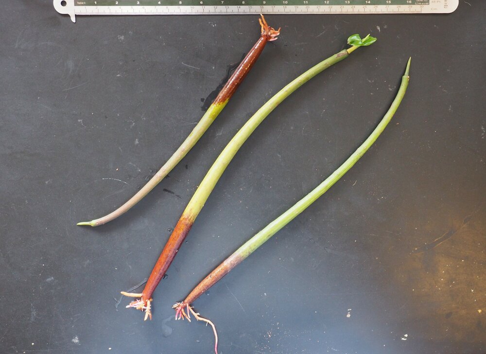 Rode mangrove (Rhizophora mangle)