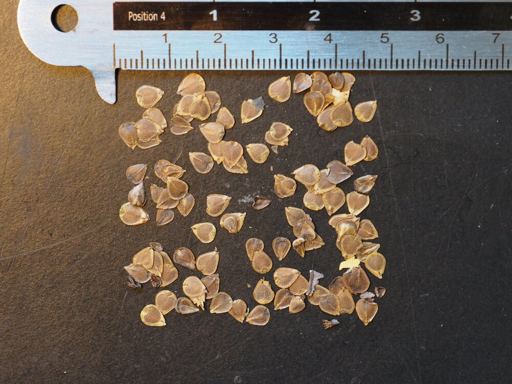 Calicobloem (Aristolochia elegans)