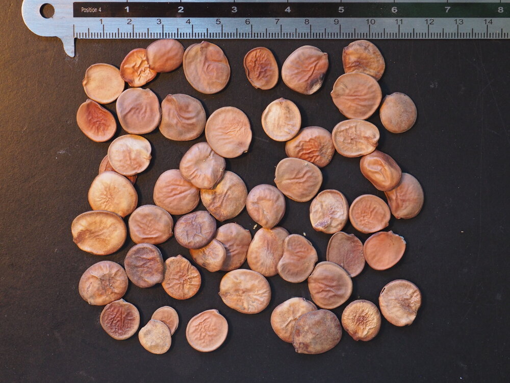 Witte orchideeboom (Bauhinia variegata 'candida')
