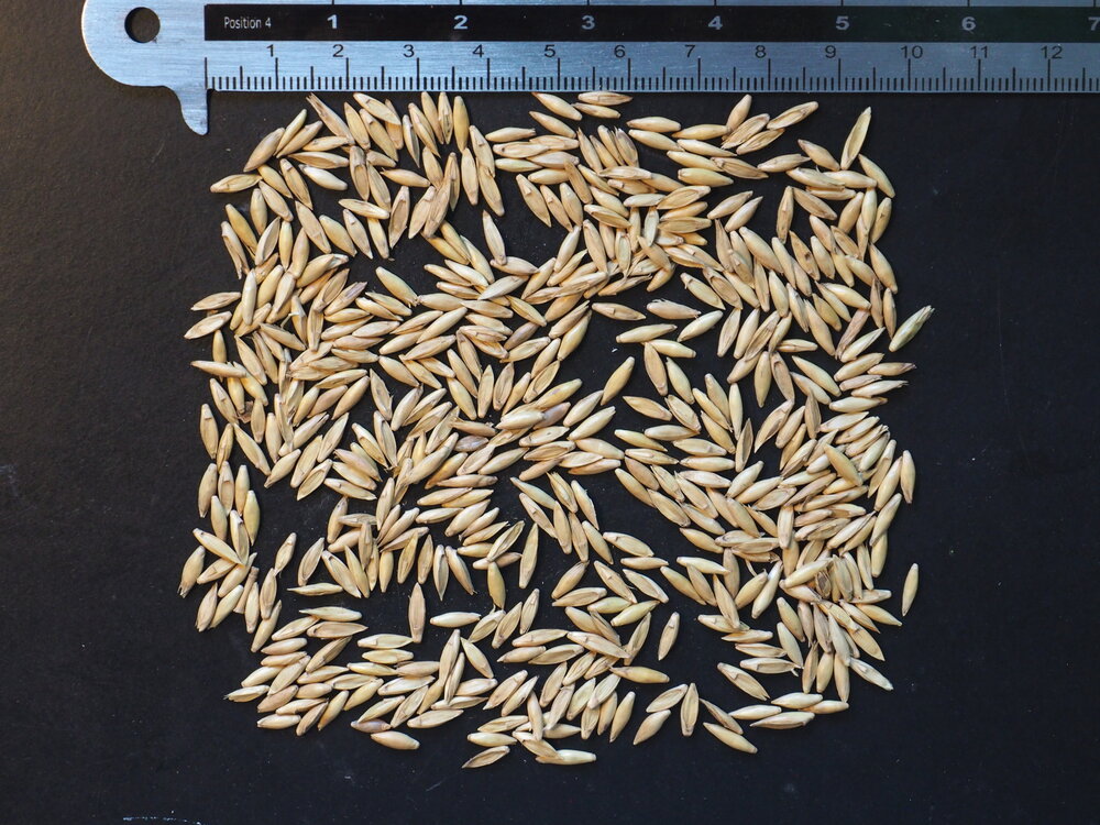 Indische doornbamboe (Bambusa bambos)