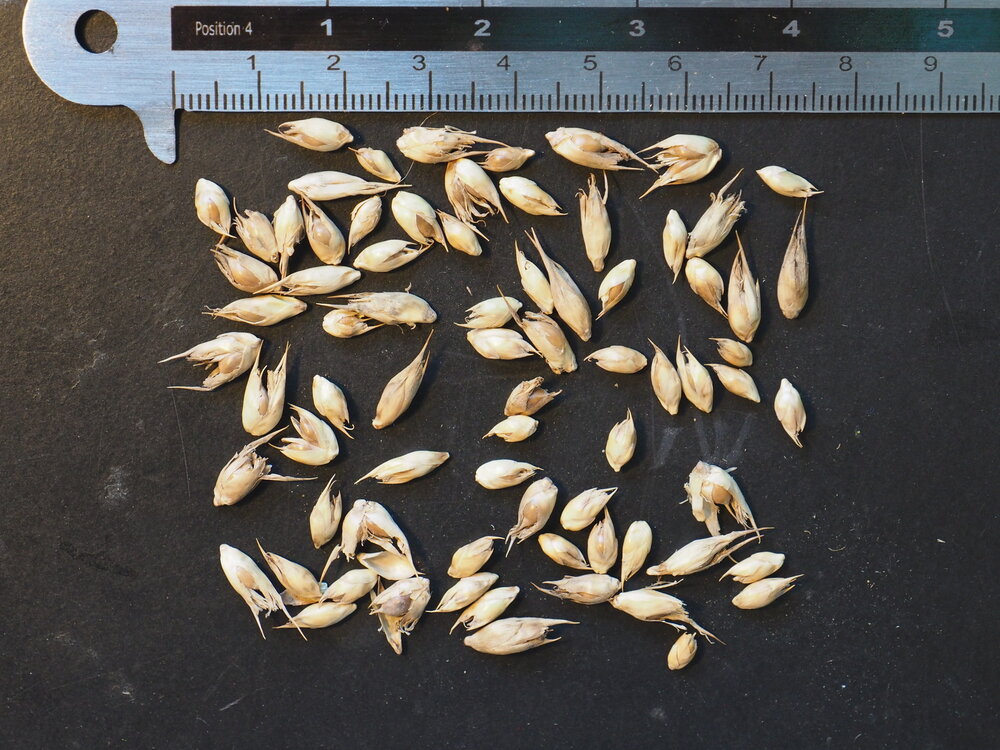 Timor zwarte bamboe (Bambusa lako)