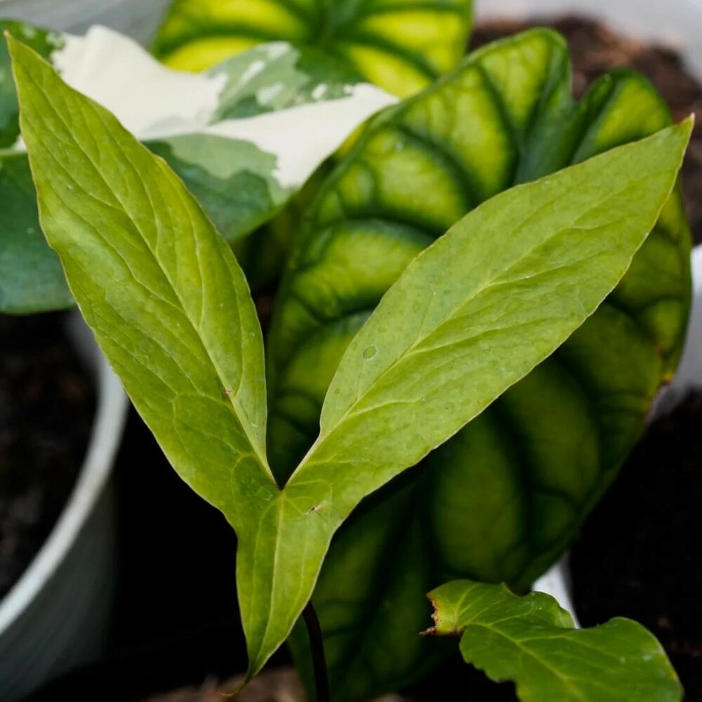 Cyrtosperma (Cyrtosperma hambalii)