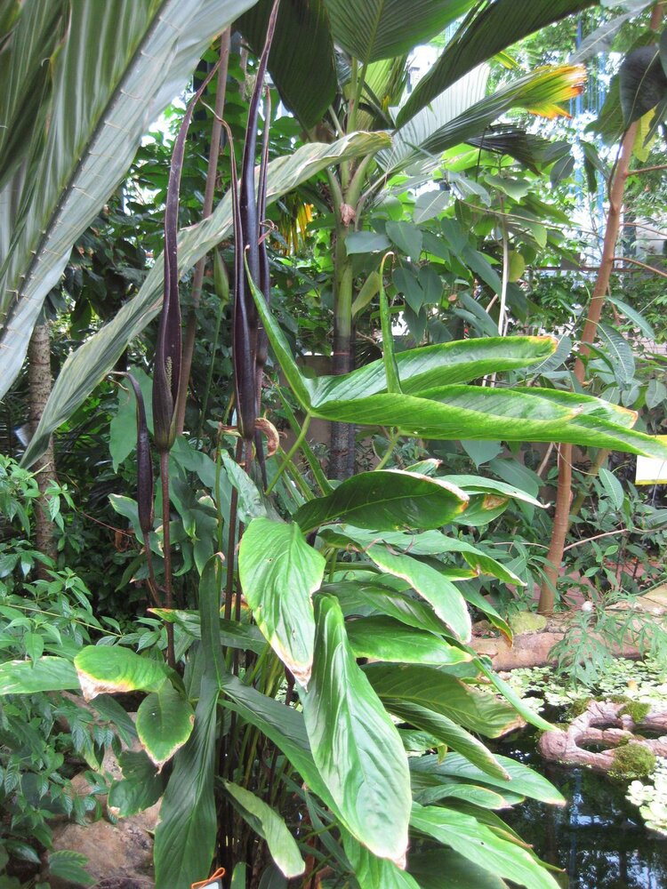 Cyrtosperma (Cyrtosperma hambalii)