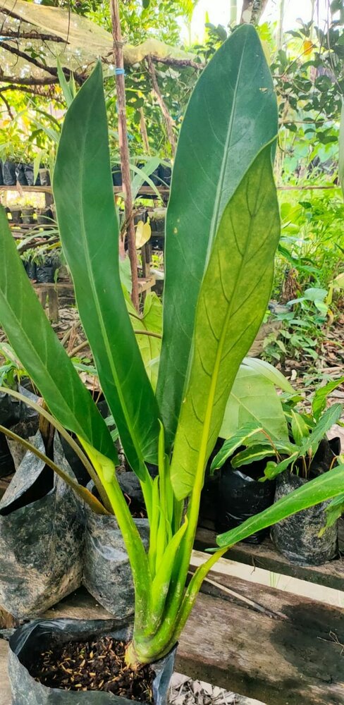 Alocasia (Alocasia lancifolia)