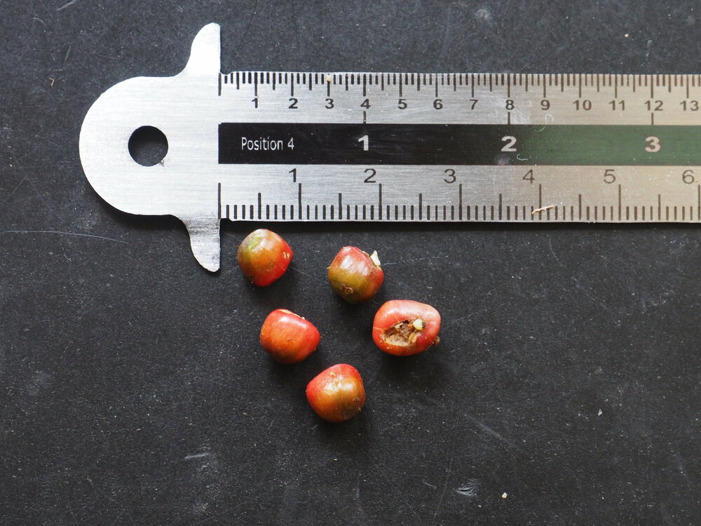 Cyrtosperma (Cyrtosperma hambalii)