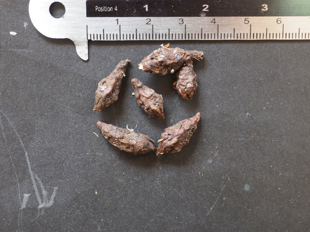 Alocasia (Alocasia sp. 'Tandurusa')