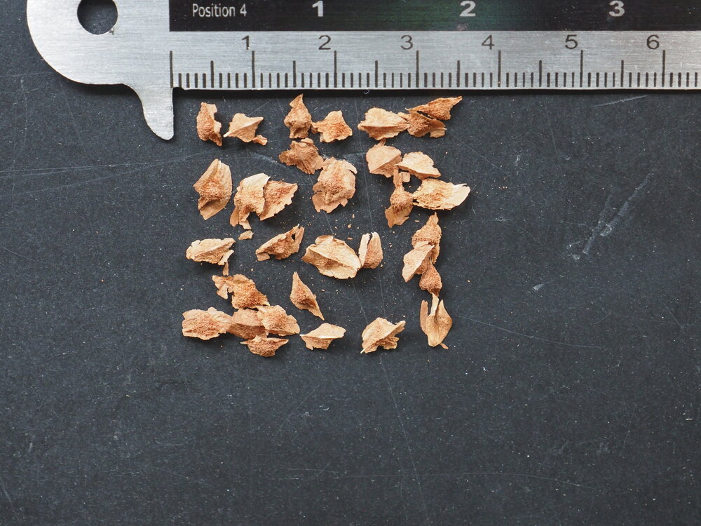 Wierookboom (Boswellia sacra)