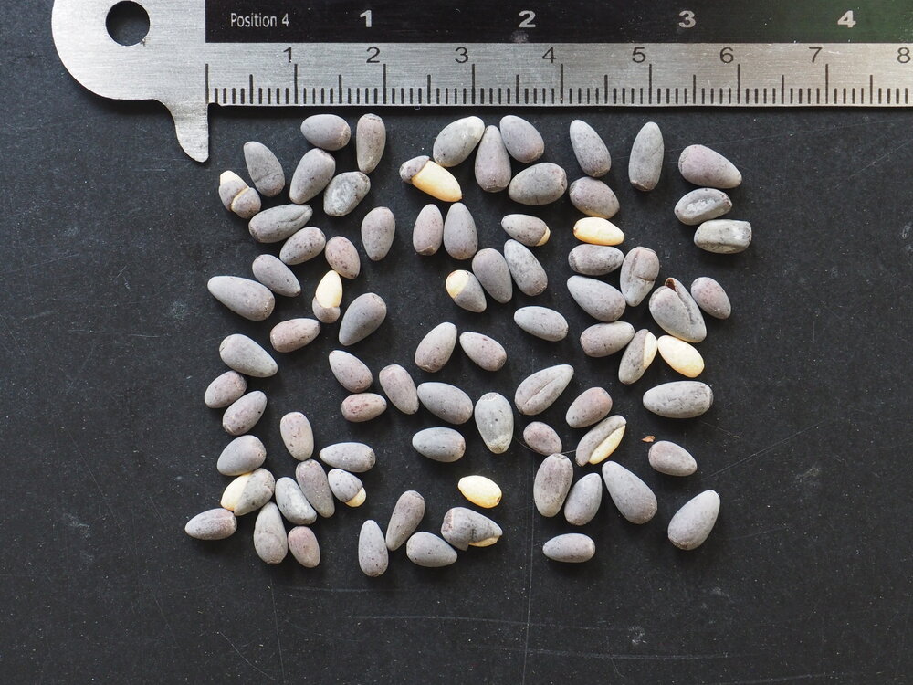 Flessenboom (Brachychiton rupestris)