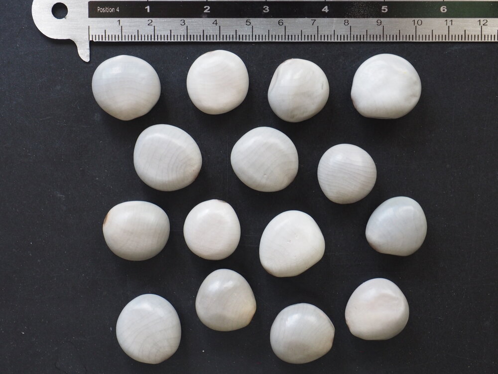 Grijze knikkernoot (Caesalpinia bonduc)