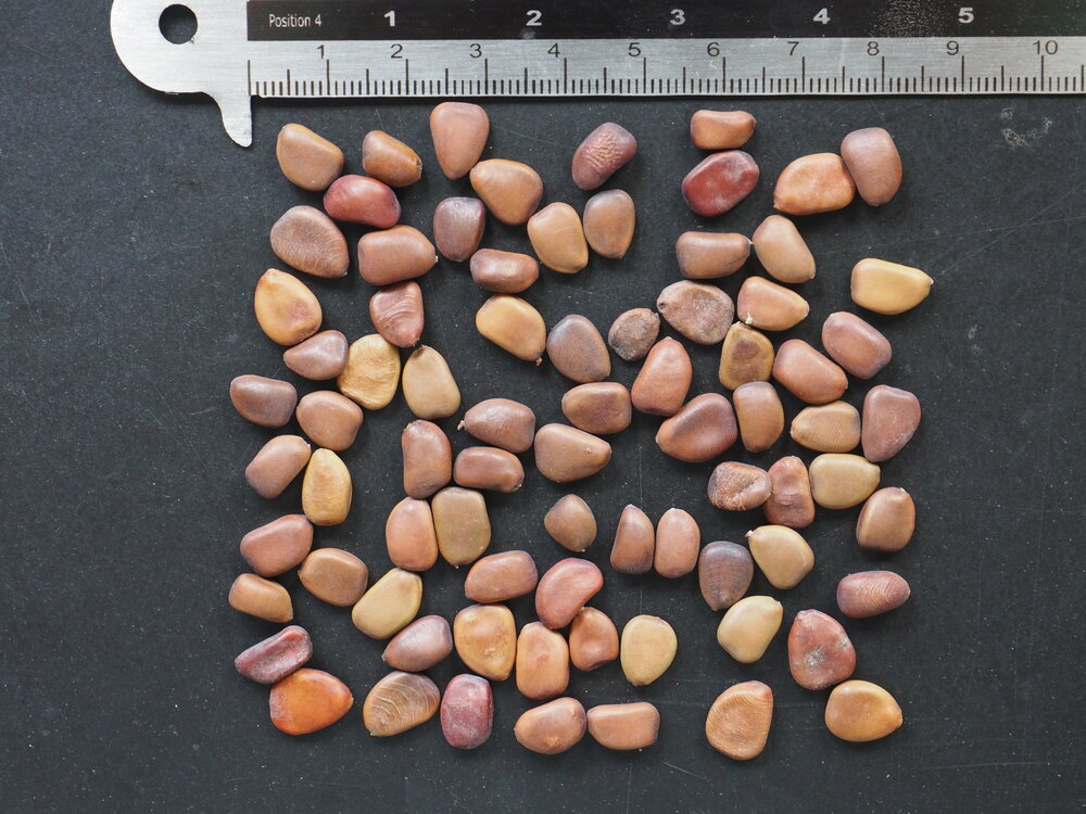 Roze pauwenbloem (Caesalpinia pulcherrima 'Rosea')