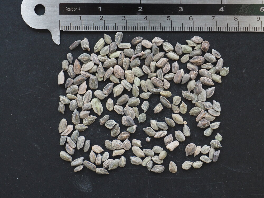 Fee&euml;ndoek (Calliandra eriophylla)