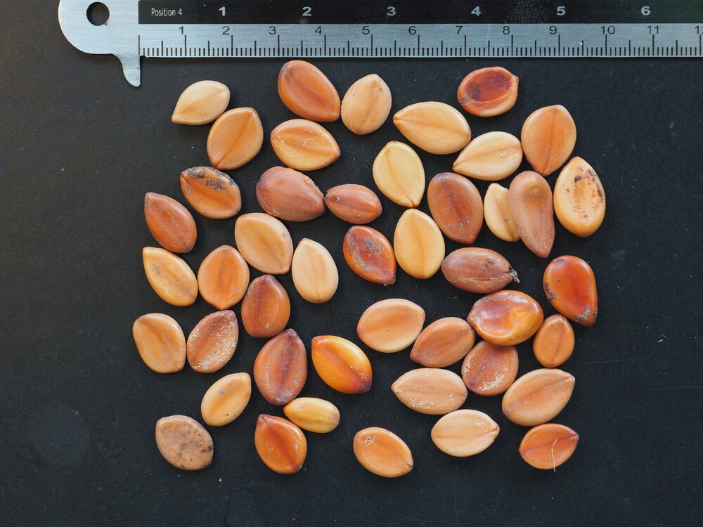 Roze regenboom (Cassia grandis)