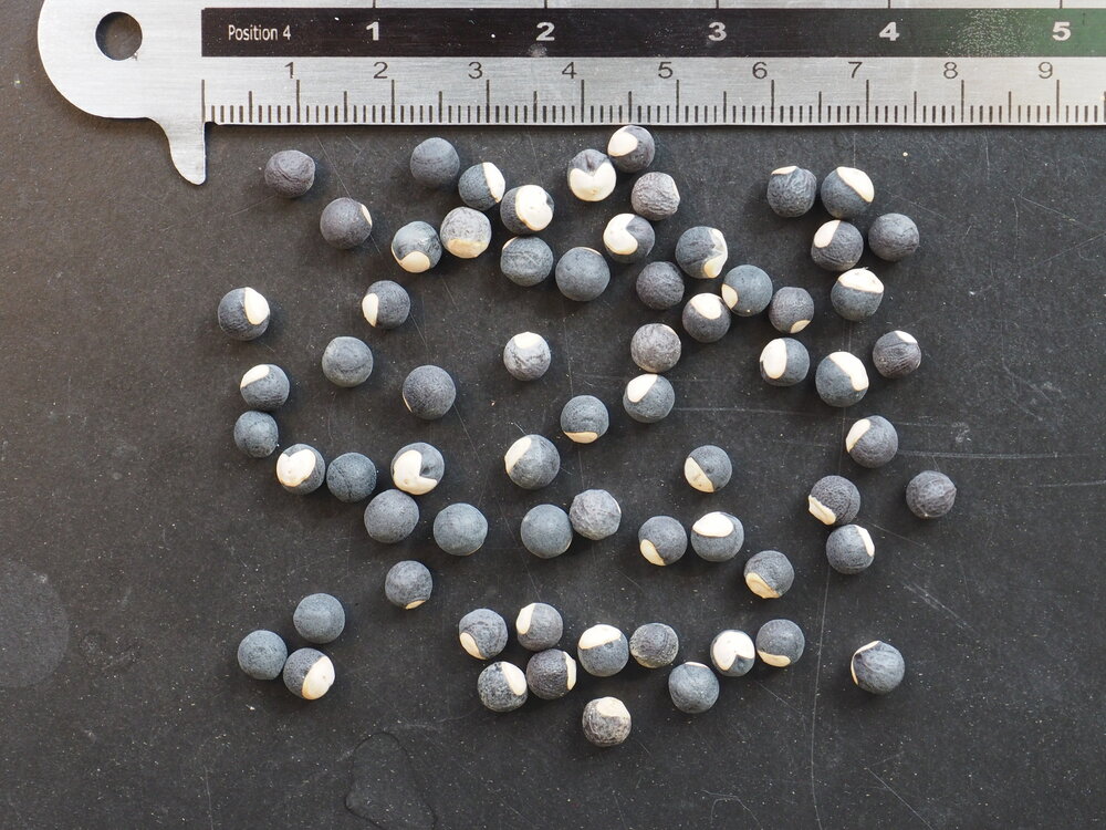 Ballonplant (Cardiospermum halicacabum)