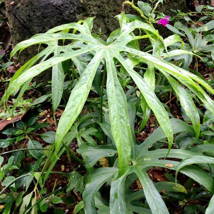 Vinger-anthurium (Anthurium pedatoradiatum)