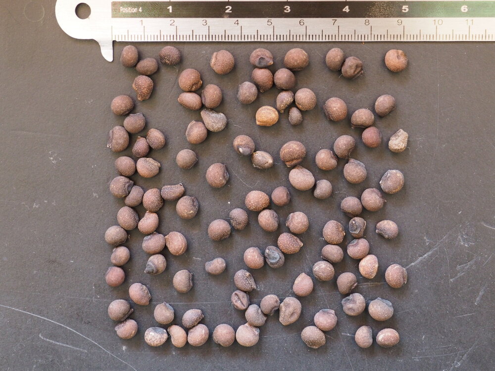 Zijdeboom (Ceiba speciosa)