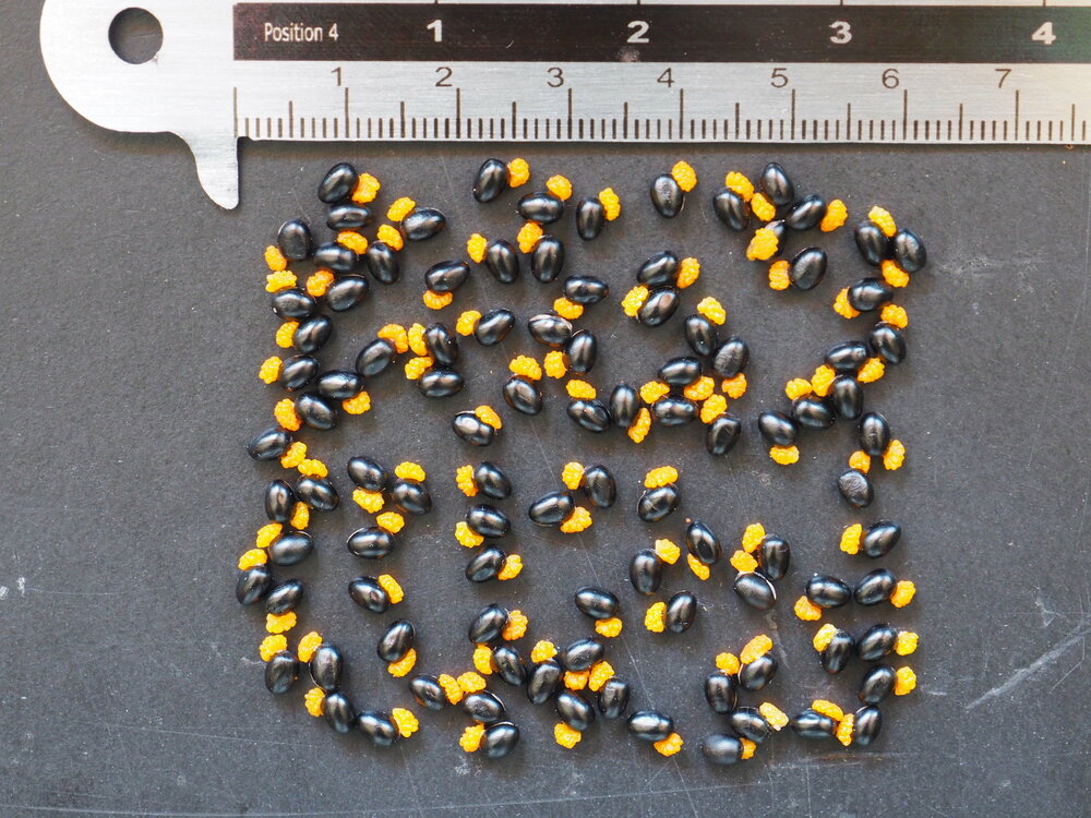 Apenhandboom (Chiranthodendron pentadactylon)