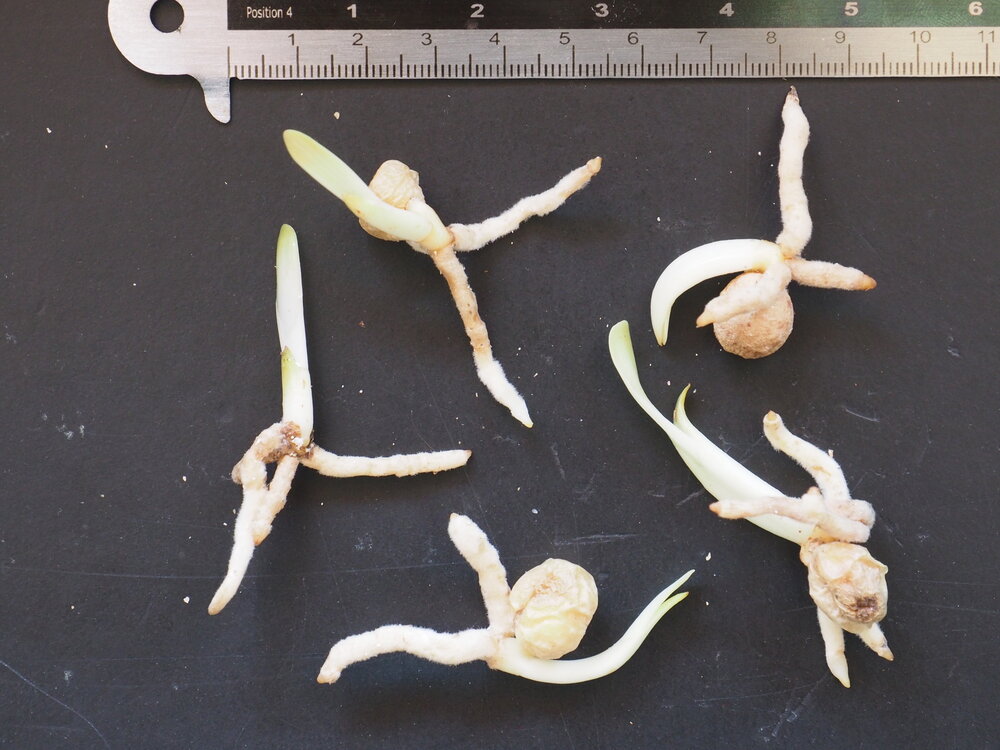 Moerasclivia (Clivia robusta)