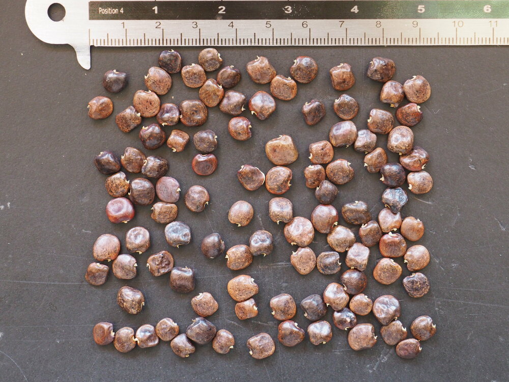 Kurkentrekkerbloem (Cochliasanthus caracalla)