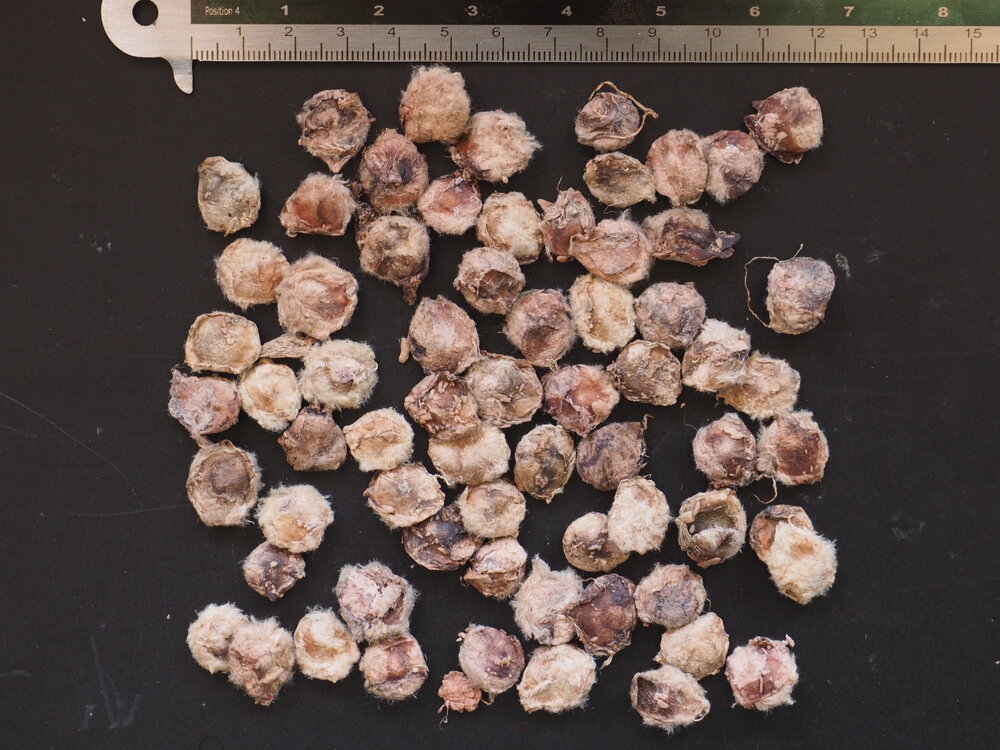 Kanonskogelboom (Couroupita guianensis)