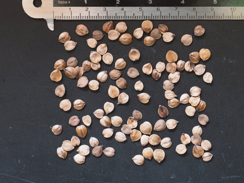 Kalebasboom (Crescentia cujete)