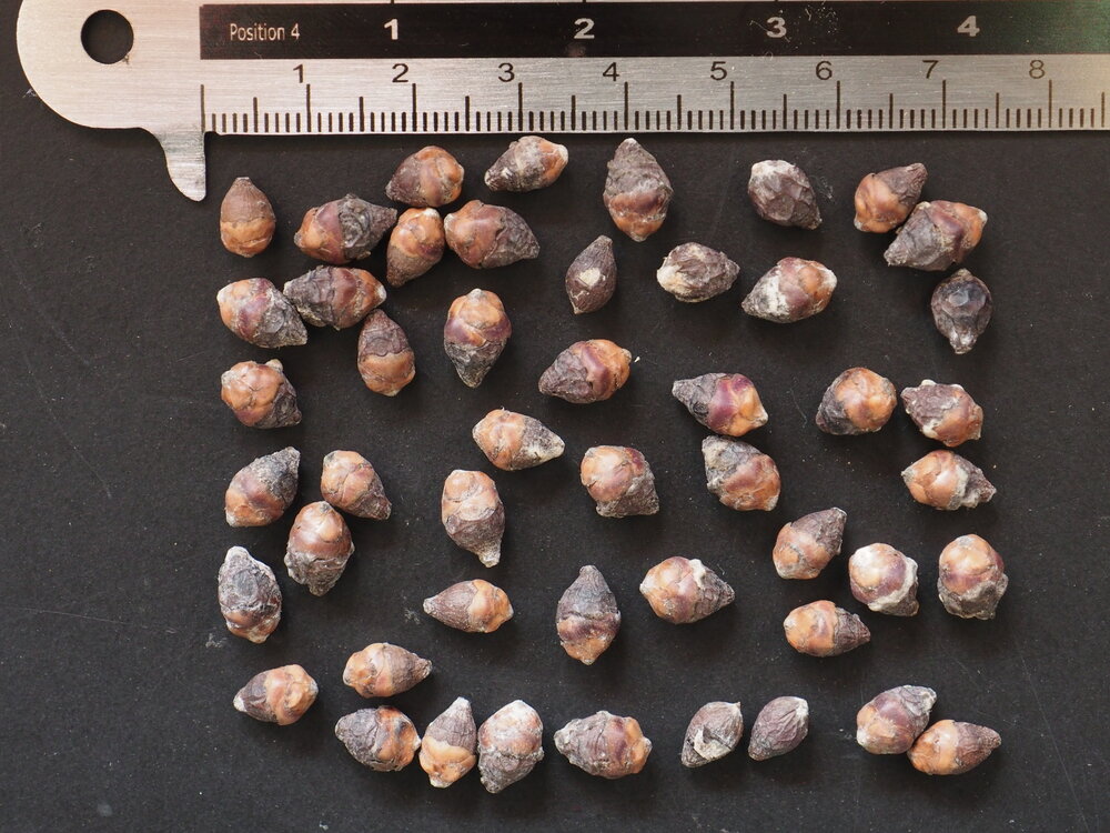 Lippenstiftpalm (Cyrtostachys renda)