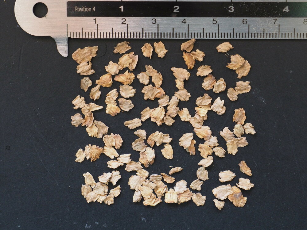 Koolboom (Dendroseris litoralis)