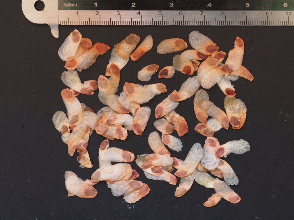 Schildpaddenschildplant (Dioscorea elephantipes)