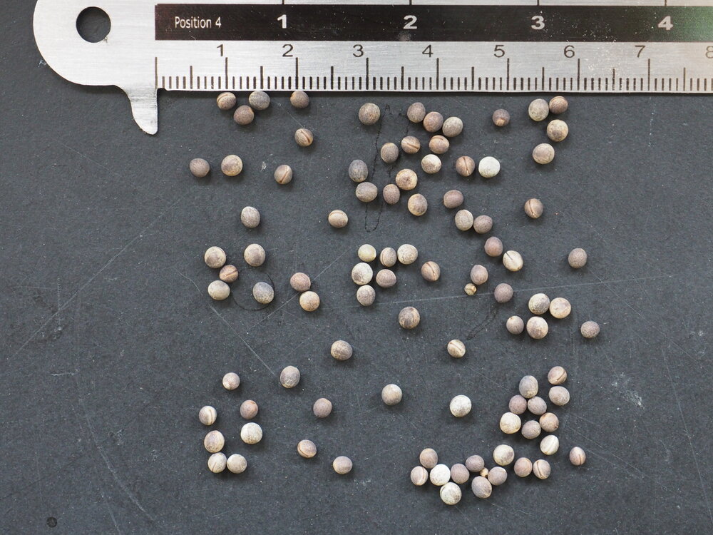 Koeienhoorn Euphorbia (Euphorbia grandicornis)