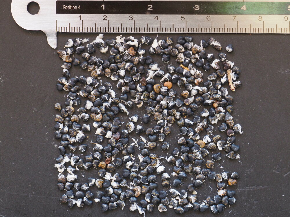 Papegaaiensnavel (Clianthus puniceus)