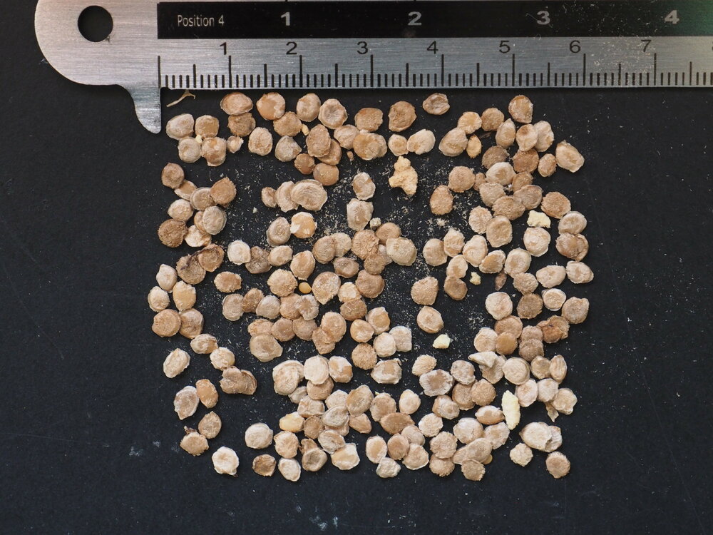 Gele boomtomaat (Cyphomandra betacea 'yellow')