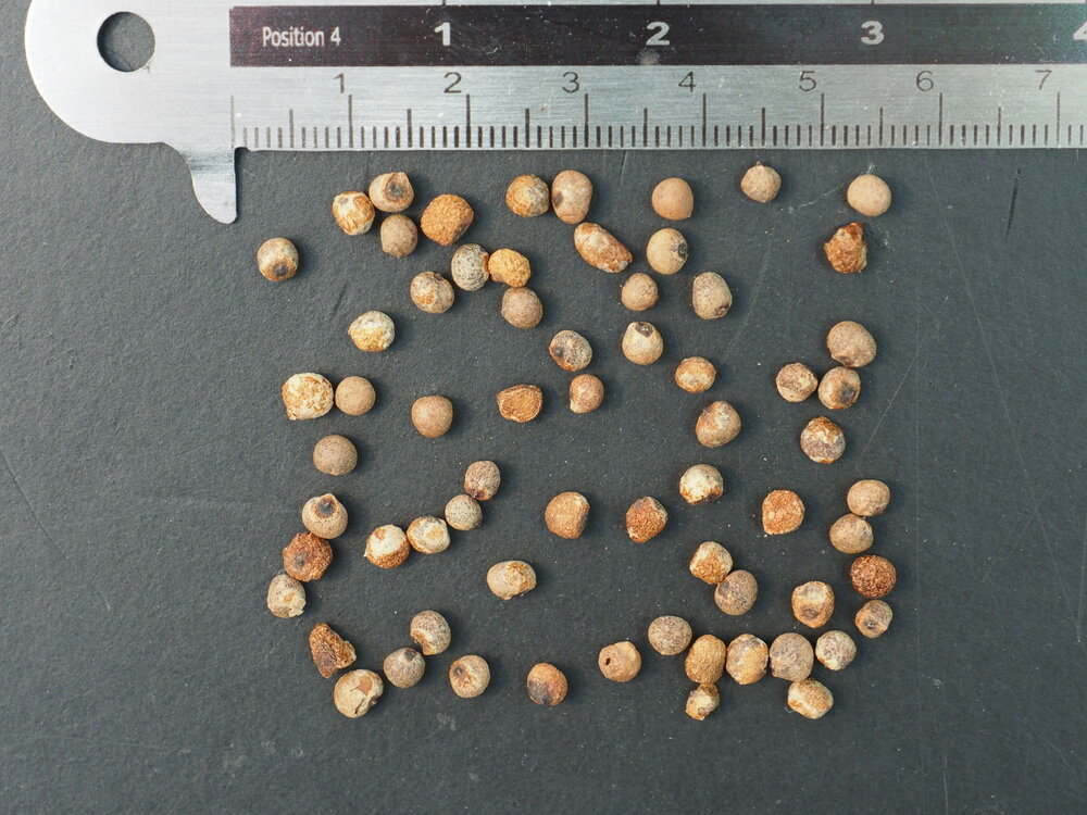 Gele gloriosa (Gloriosa lutea)