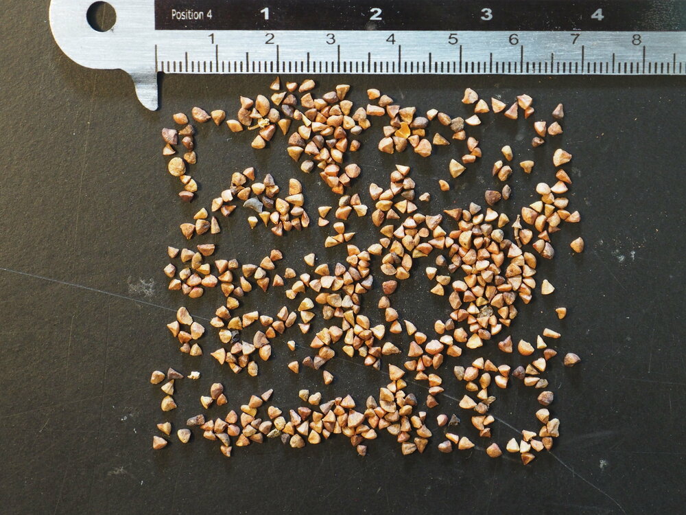 Henna (Lawsonia inermis)