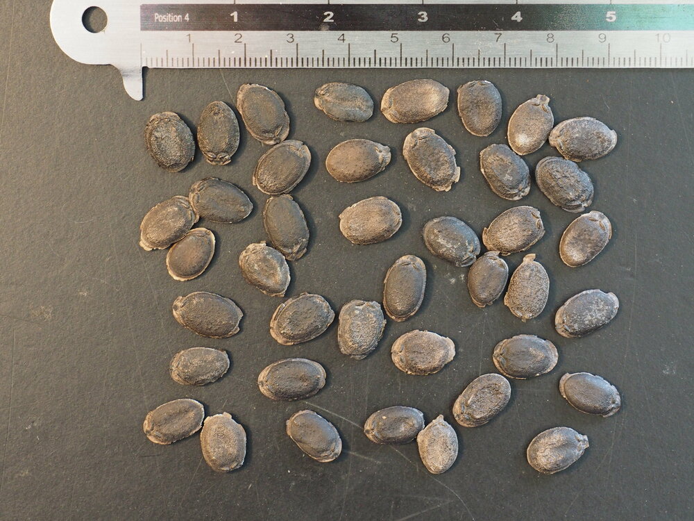 Sponscourgette (Luffa cylindrica)