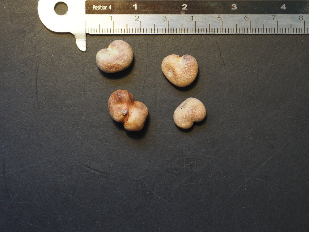 Fony baobab (Adansonia rubrostipa)