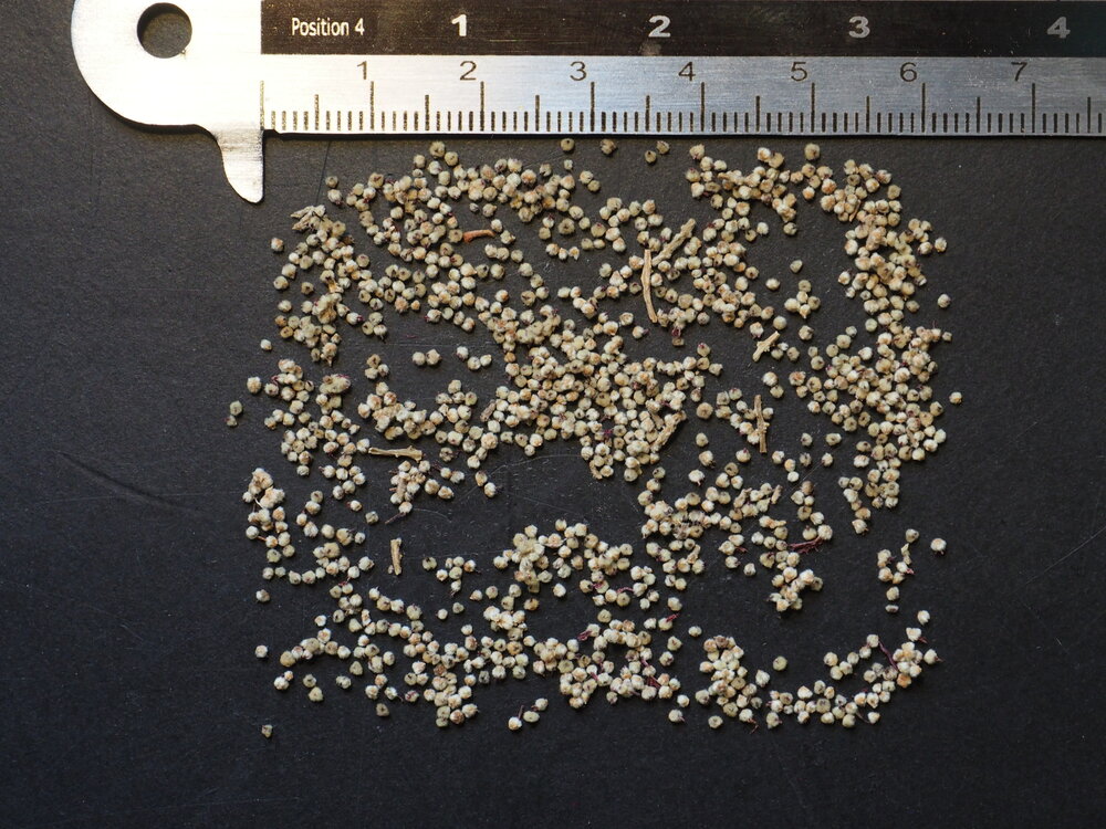 Chenilleplant (Acalypha hispida)