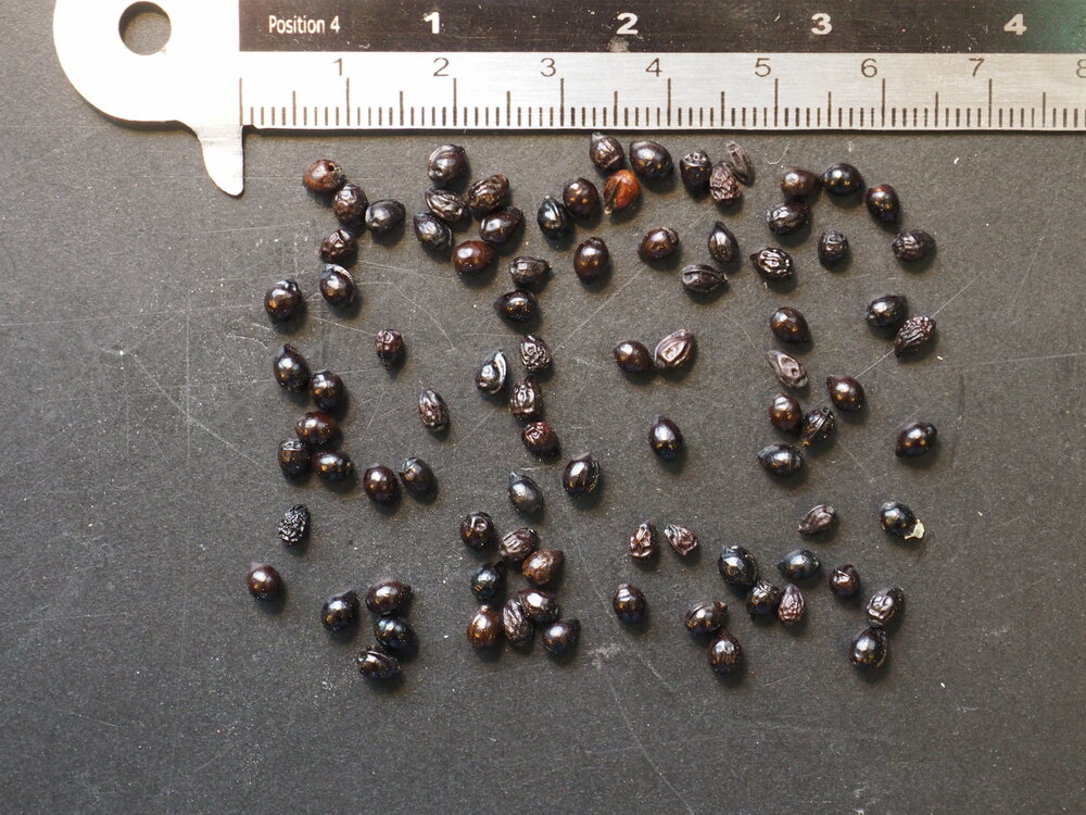 Grote honingbloem (Melianthus major)