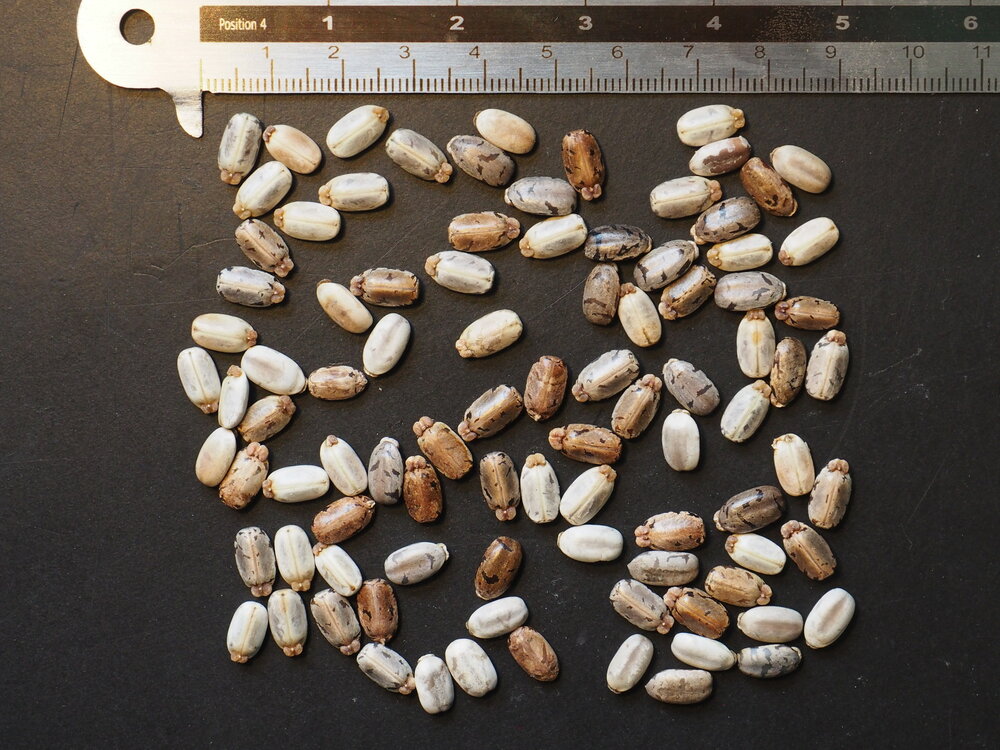 Cassave (Manihot esculenta)