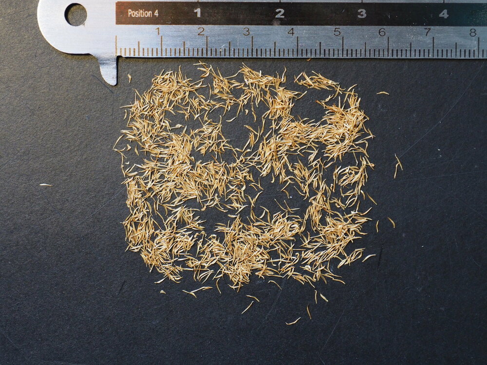 Pohutukawa (Metrosideros excelsa)