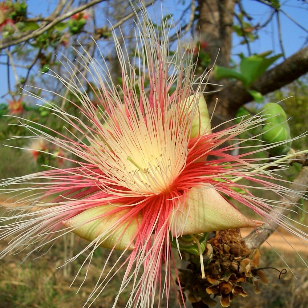 Kumbhiboom (Careya arborea)