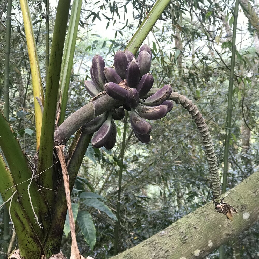 Taiwanese banaan (Musa itinerans var. formosana)