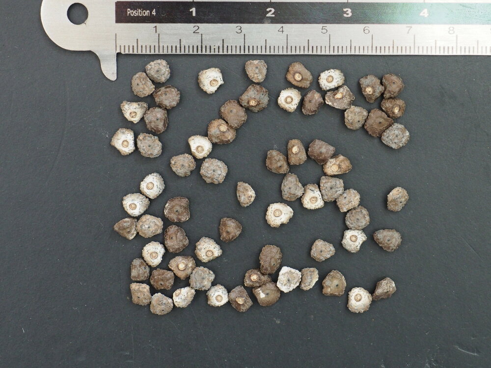 Plantagebanaan (Musa x paradisiaca)