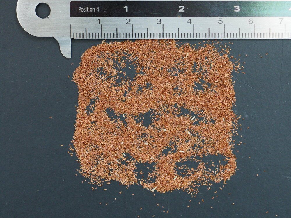 Theeboom (Melaleuca alternifolia)